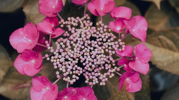 赤や青や紫や白のたくさんの紫陽花の写真