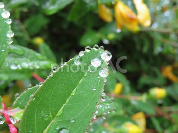 雨上がり・フチに水滴が付いた葉っぱ 葉,植物,雨上がりの写真素材