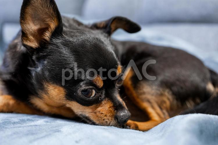 ソファで寝る小型犬（チワワ・ミニピン） 犬,わんこ,ペットの写真素材