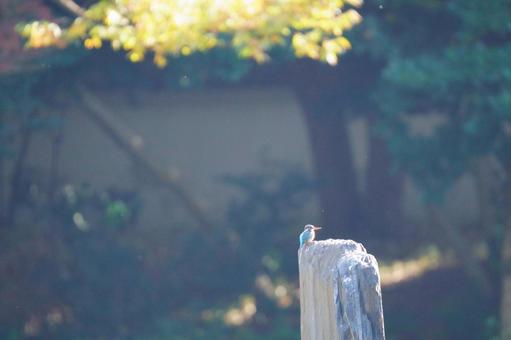 カワセミ カワセミ,翡翠,池の写真素材