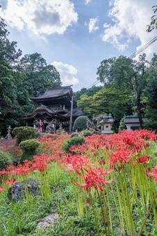 山口県　鰐鳴八幡宮の彼岸花の写真
