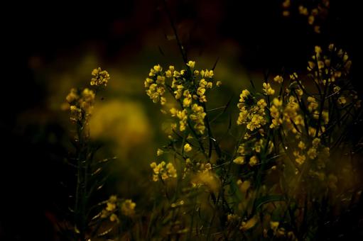 <素材>春の夕暮れの菜の花 <素材>春の夕暮れの菜の花の写真