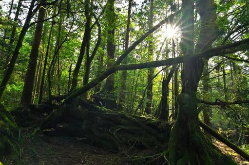 朝日が差し込む神秘的な屋久島の森 朝日が差し込む神秘的な屋久島の森 屋久島,森林浴,苔の写真素材