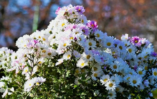 スプレー菊 花,植物,自然の写真素材