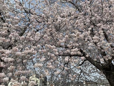 2022満開の桜 2022満開の桜の写真