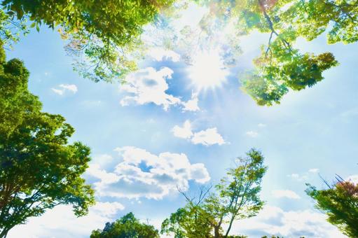 Collaboration of pale blue sky, sun and trees, JPG Collaboration of pale blue sky, sun and trees, sun, blue sky, cloud, JPG