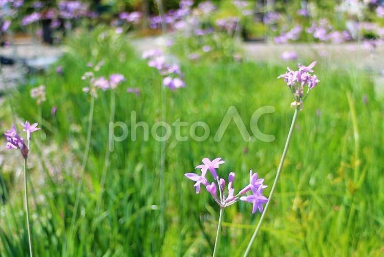 小さな小さなピンクの花 ピンクの花,小さい花,花の写真素材