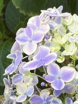 初夏の晴天に映えるアジサイの花の写真