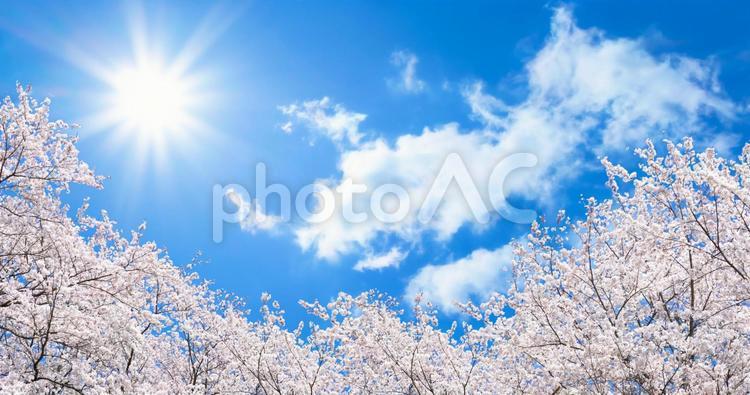 春の満開の桜と青空の背景画像 春,4月,背景の写真素材