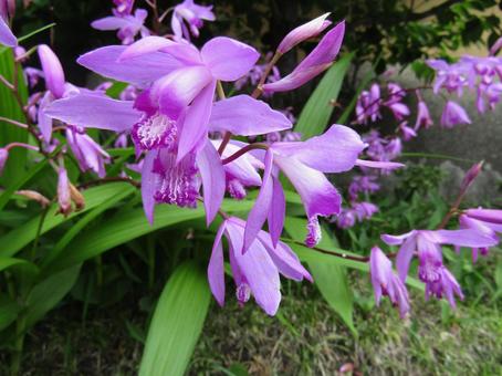 紫色の花 紫色の花 シラン,紫色の花,自然の写真素材