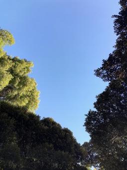 木々の向こうの青い空 木々の向こうの青い空の写真