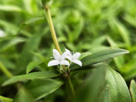 小さなムグラの花と葉のクローズアップ 小さなムグラの花と葉のクローズアップ ムグラ,花,フラワーの写真素材