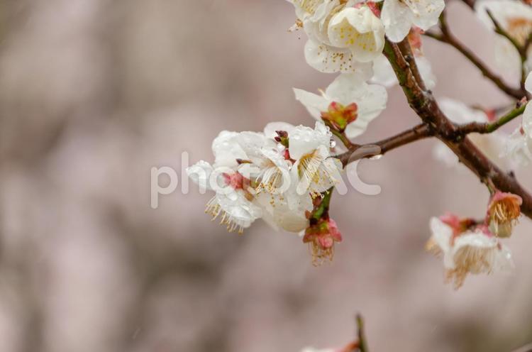 雨粒をまとった白梅の花 梅,白梅,花の写真素材