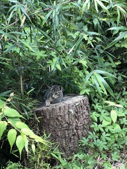 切り株と子猫 子猫,こねこ,切り株の写真素材