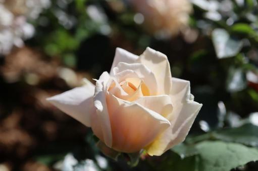 バラ園にて淡い薔薇を撮影しました バラ園にて淡い薔薇を撮影しましたの写真