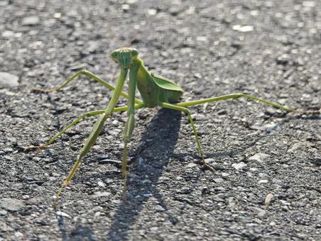 カマキリ カマキリの写真