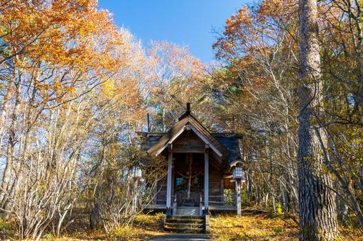 晩秋の長老神社⑸ 晩秋,紅葉,神社の写真素材