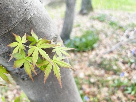 Close-up of green maple leaves, JPG