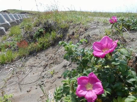 石狩市 砂浜 石狩市 砂浜の写真