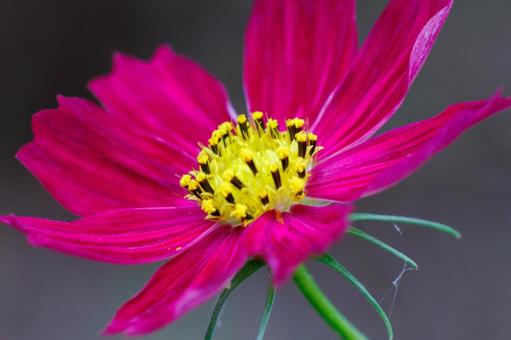 赤いコスモスの花 赤いコスモスの花の写真