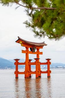 厳島神社 厳島神社 厳島神社,宮島,広島県の写真素材