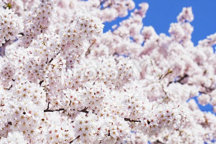 青空と満開の桜 さくら,桜の花,満開の写真素材