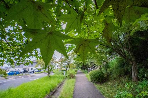 色づく前のもみじの葉ごしの公園の小道を散歩 色づく前のもみじの葉ごしの公園の小道を散歩の写真