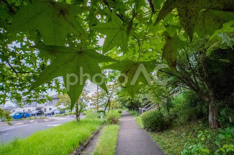 色づく前のもみじの葉ごしの公園の小道を散歩 もみじ,公園,小道の写真素材