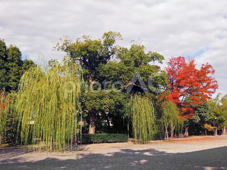 京都　三十三間堂　柳と紅葉 京都,三十三間堂,柳の写真素材