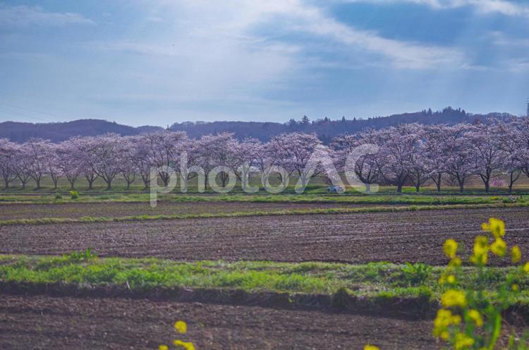 栃木県那珂川町　桜並木 栃木県,那珂川町,北向田の写真素材