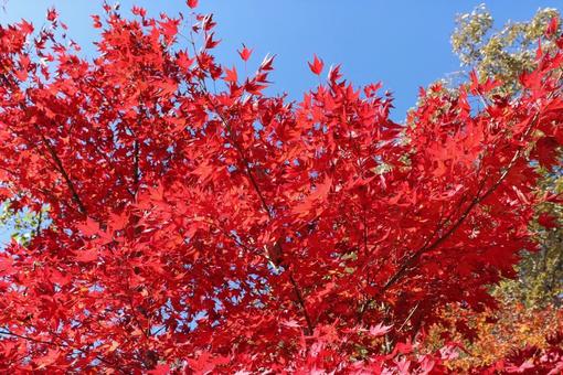 紅葉 紅葉の写真