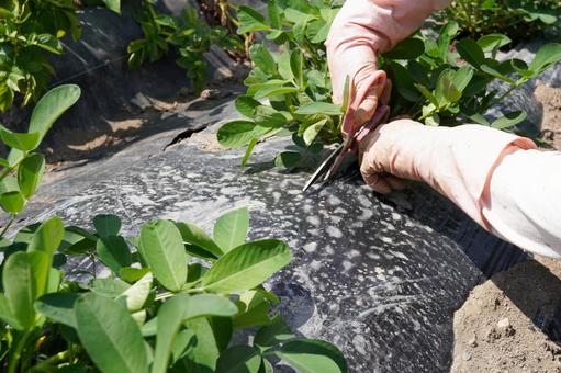 Photo, peanuts, cultivation, home garden, 