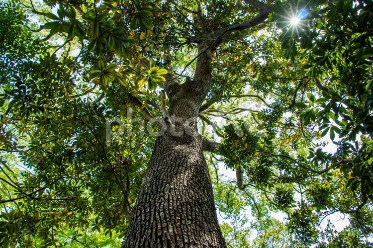 新緑と陽射し 新緑,木,樹木の写真素材