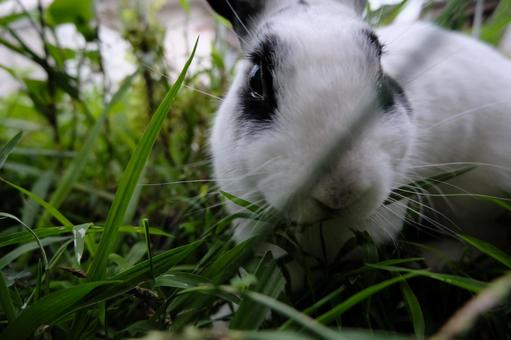 うさぎ(白黒) うさぎ(白黒) うさぎ,兎,動物の写真素材