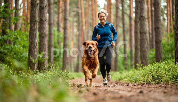 清々しい空気の森を笑顔で走る犬と飼い主 犬,飼い主,走るの写真素材