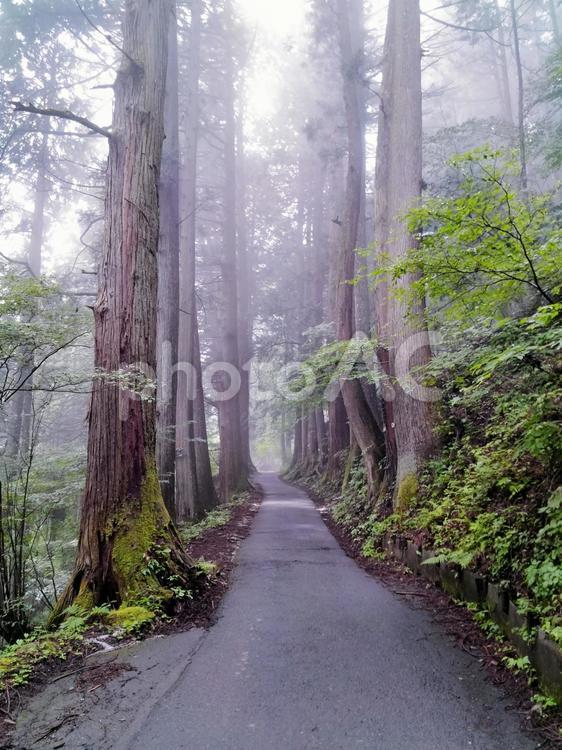 6月新緑の御岳山への参道　幻想的な杉並木 御岳山,奥多摩,杉並木の写真素材