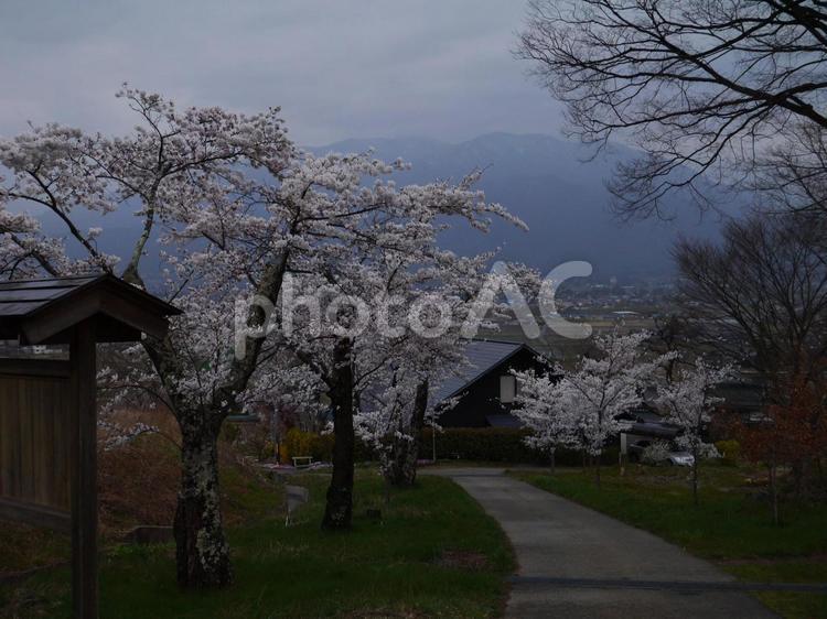雨の日の鵜山の桜並木 並木,安曇野,桜の写真素材