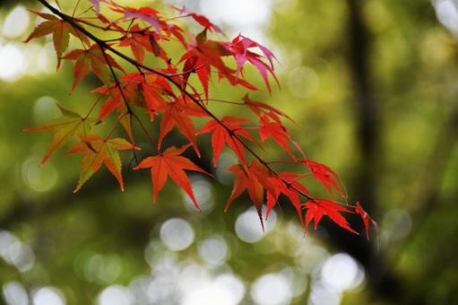 紅葉 紅葉の写真