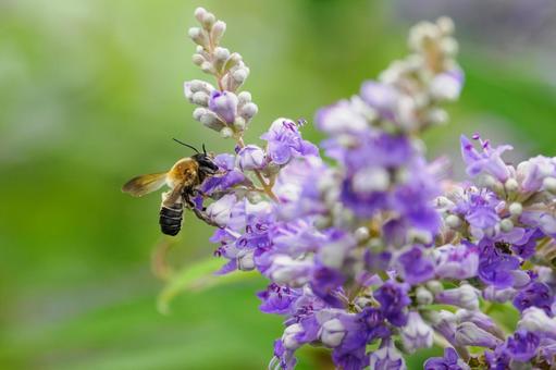 Photo, flower, bee, carrot carrot, 