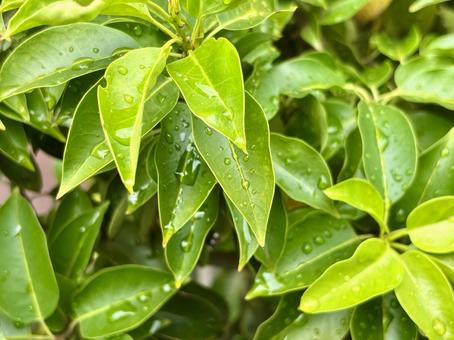 雨上がりの緑の葉 雨上がりの緑の葉 雨上がり,雨,梅雨の写真素材