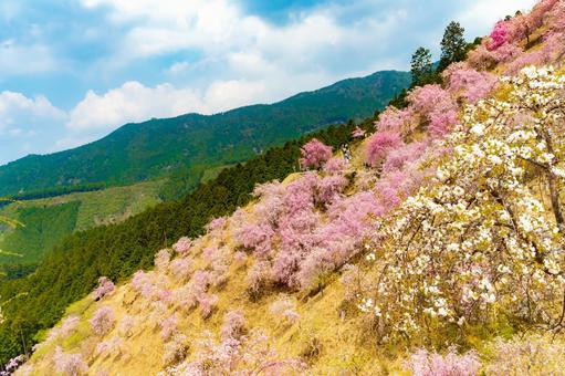 奈良 高見の郷の桜19 奈良 高見の郷の桜19の写真