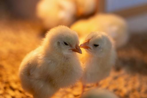 嘴を合わせてキスする可愛いヒヨコ ヒヨコ,キス,2羽の写真素材