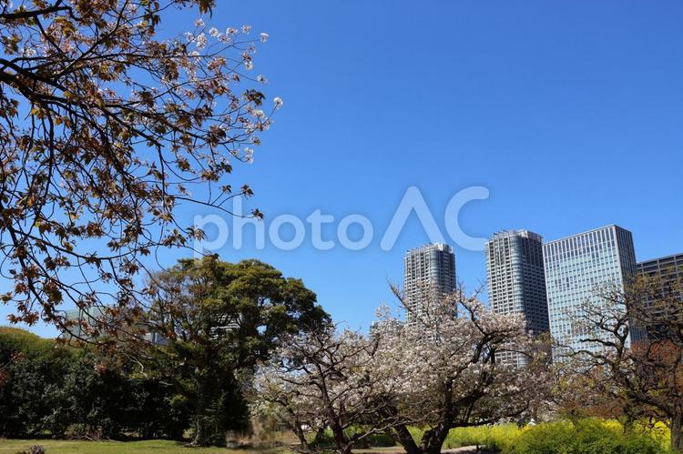 ４月上旬の浜離宮恩賜庭園の菜の花と桜 春,空,景色の写真素材