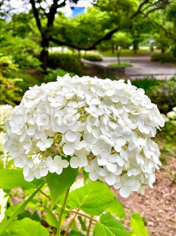 白いあじさい　アナベル あじさい,花,紫陽花の写真素材