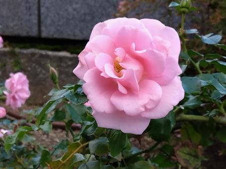 花・サマーモルゲン 中之島公園,中之島バラ園,バラ園の写真素材