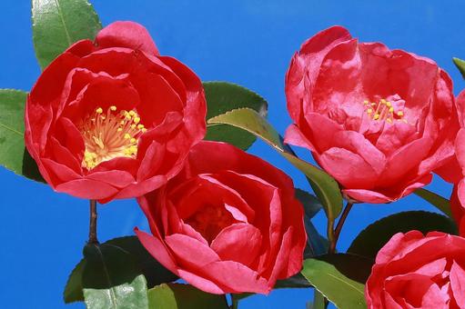 ツバキの花 花木,椿,赤色の写真素材