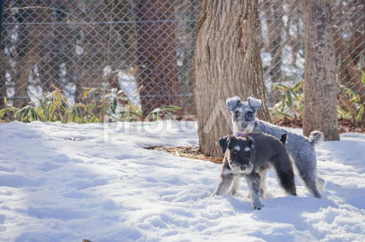 雪の上で仲良ししているワンコ 冬,犬,屋外の写真素材