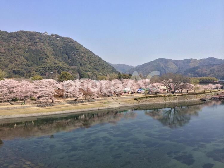 桜 さくら,サクラ,何人もありませんの写真素材