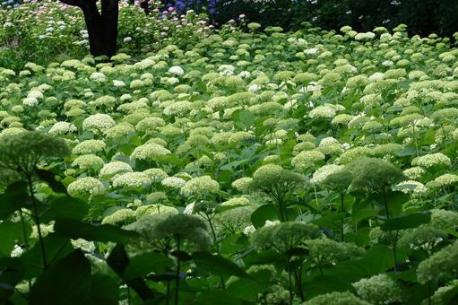 Blooming in the rain, hydrangea, flower, hydrangea plant, JPG