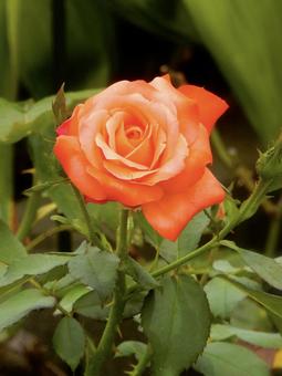 薔薇 薔薇の写真